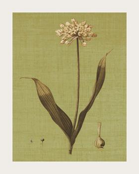 Lamina - Botanica Verde III