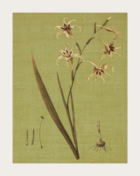 Lamina - Botanica Verde IV