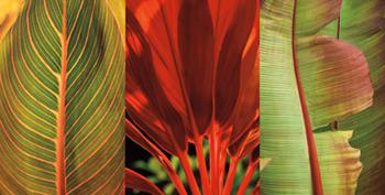 Lamina - Tropical Treasure I Enmarcado de laminas