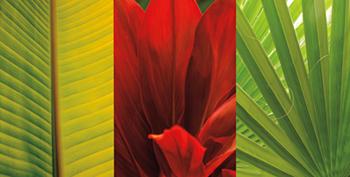 Lamina - Tropical Treasure II Enmarcado de laminas