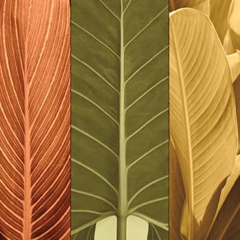 Lamina - Tropical Trio I