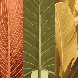 Lamina - Tropical Trio I Enmarcado de laminas