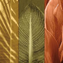 Lamina - Tropical Trio II Enmarcado de laminas