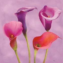 Lamina - Carezze  Enmarcado de laminas