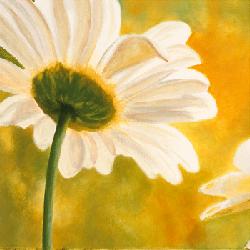 Lamina - Marguerites dans le Soleil I Marcos y Cuadros