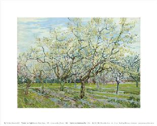 Vincent Van Gogh Ciruelos en Flor Enmarcado de laminas