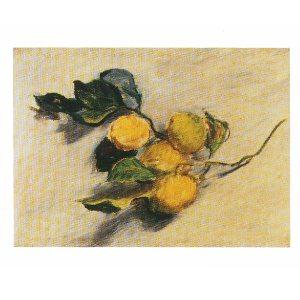 Lamina - Branche de Citronnier