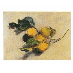 Lamina - Branche de Citronnier Marcos y Cuadros