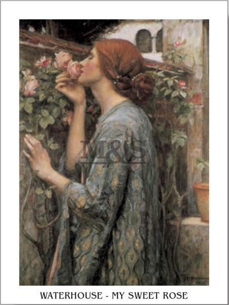 Lamina - My sweet rose