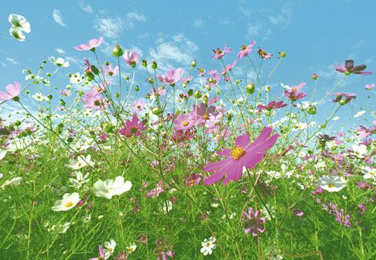 Poster para pared - Flower meadow