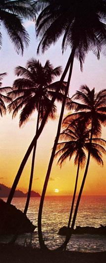 Poster para pared - Sunny palms
