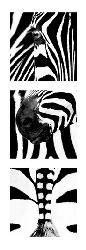 Lamina - Zebras Enmarcado de laminas