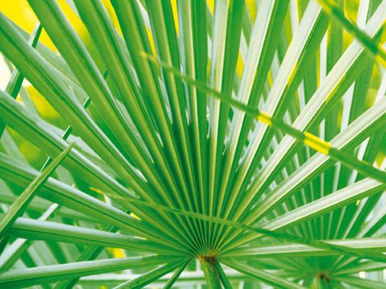 Lamina - Palm Leaf 