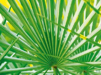 Lamina - Palm Leaf  Enmarcado de laminas
