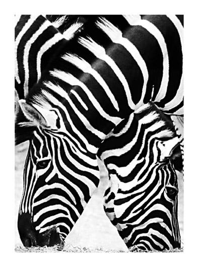 Lamina - Two Zebras 