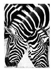 Lamina - Two Zebras  Enmarcado de laminas