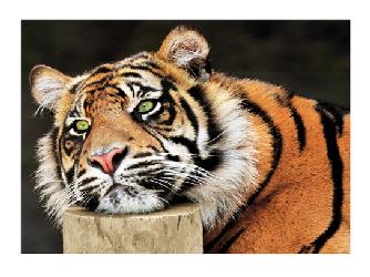 Lamina - Lazy Tiger Enmarcado de laminas