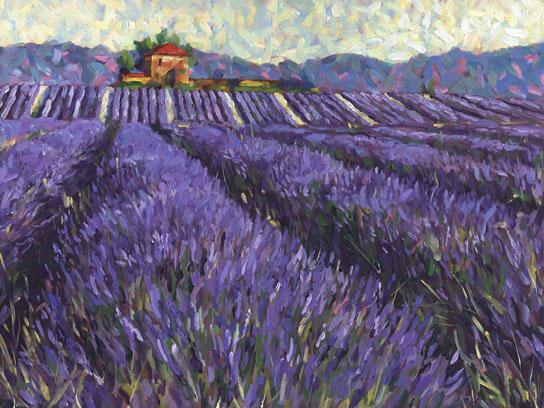 Lamina - Lavender Fields I