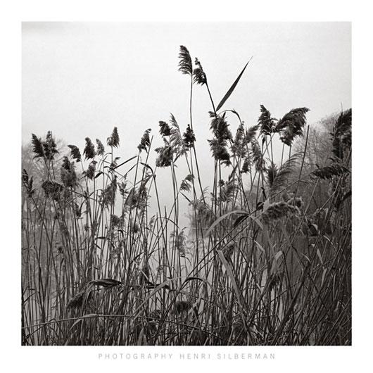Lamina - Prospect Lake Grasses 