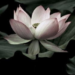 Lamina - The Lotus I Enmarcado de laminas