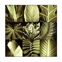 Lamina - Tropical Leaves II Enmarcado de laminas
